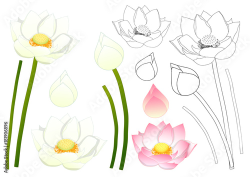 Nelumbo nucifera - Indian lotus, sacred lotus, bean of India, Egyptian bean. National flower of India and Vietnam. Vector Illustration. isolated on White Background.
