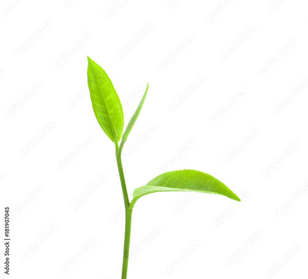 green tea leaf isolated on white background green tea leaf isolated on white background