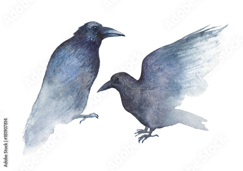 Two black ravens painted in watercolor. Isolated on white. © Juliautumn