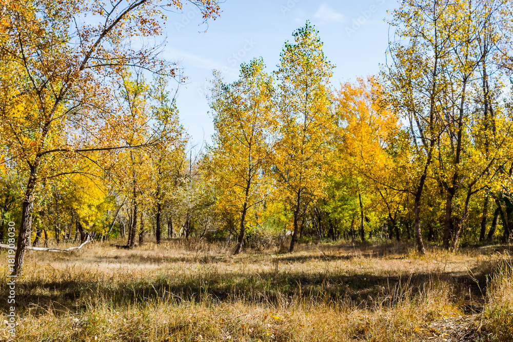 autumn fairy forest color