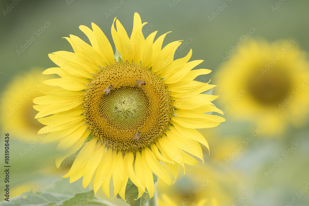 Closeup nature view of flower on blurred background Closeup nature view of flower on blurred background