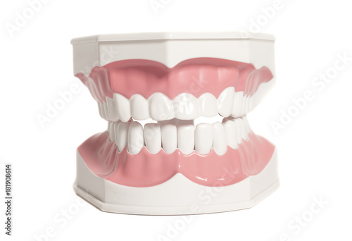 Teeth model