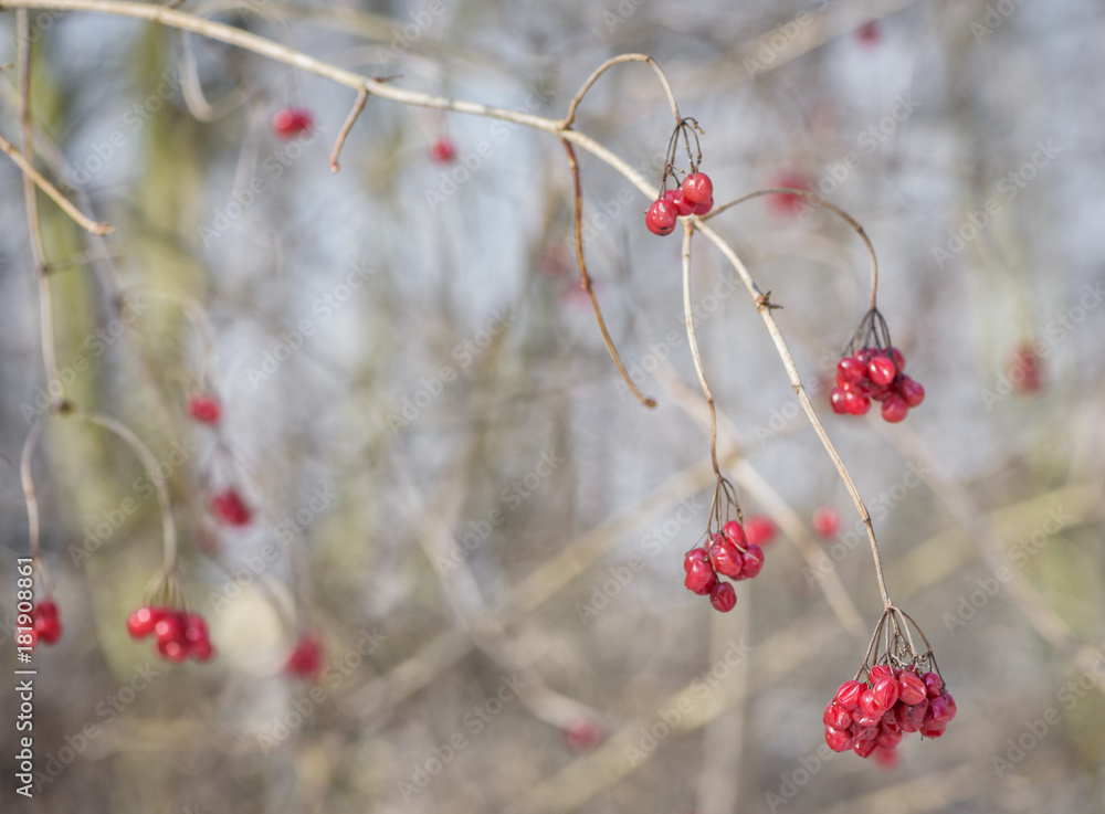 Wild plant red berries in winter forest. Wild plant red berries in winter forest.