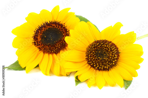 Sunflower with green leaf isolated on white background