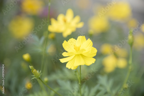 Yellow flowers on the background are naturally blurred. © Thiradech