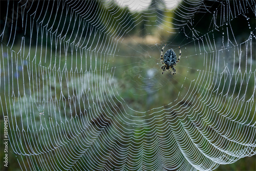 Spider in the web in the early morning waiting for soy production
