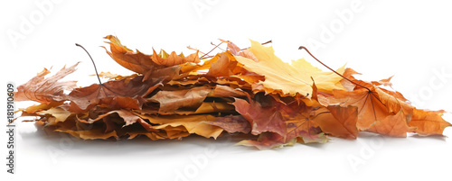 Heap of beautiful autumn leaves on white background