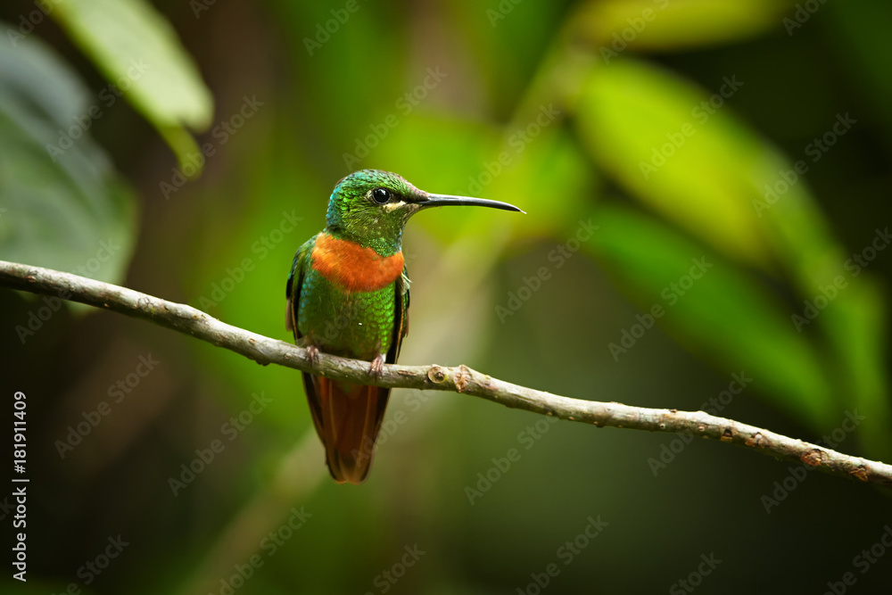 Fototapeta premium Rare, shining grass green with rufous breast band colored hummingbird, male, Gould's Jewel-front Heliodoxa aurescens perched on twig against blurred forest background. Sumaco volcano area, Ecuador.