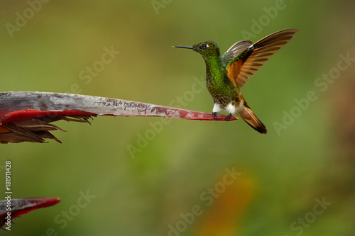 Foto Buff-tailed Coronet,Boissonneaua flavescens, green hummingbird with outstretched wings, perched on red heliconia flower