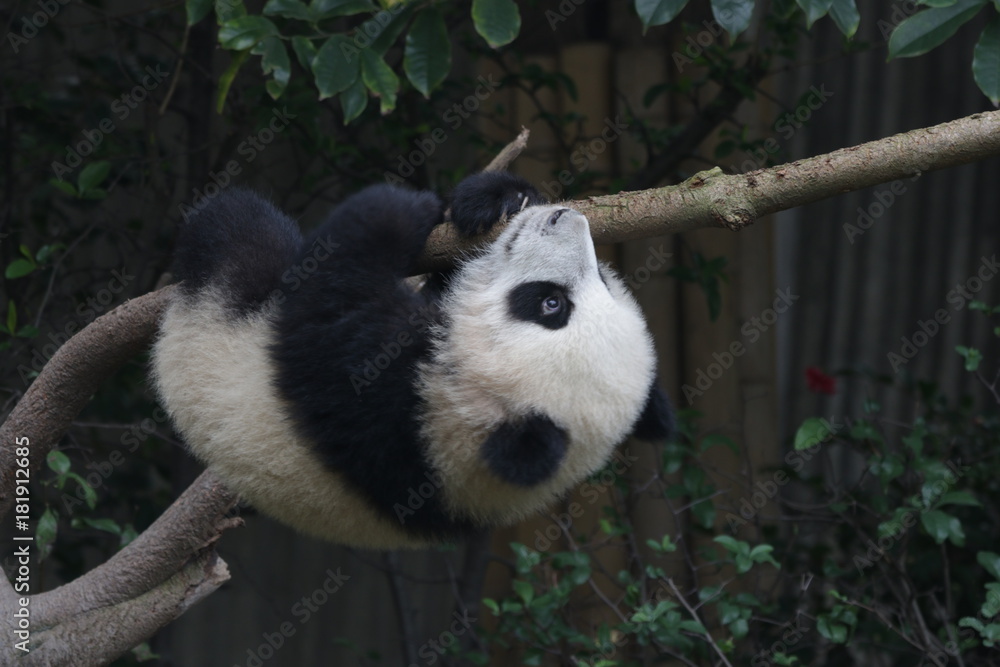 Fototapeta premium Little Baby Panda is having fun on the Tree, Chengdu Panda Base, China