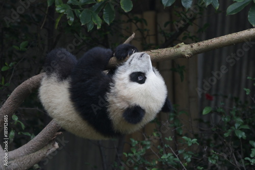 Fototapeta Naklejka Na Ścianę i Meble -  Little Baby Panda is having fun on the Tree, Chengdu Panda Base, China