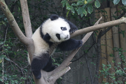 Fototapeta Naklejka Na Ścianę i Meble -  Little Baby Panda is having fun on the Tree, Chengdu Panda Base, China
