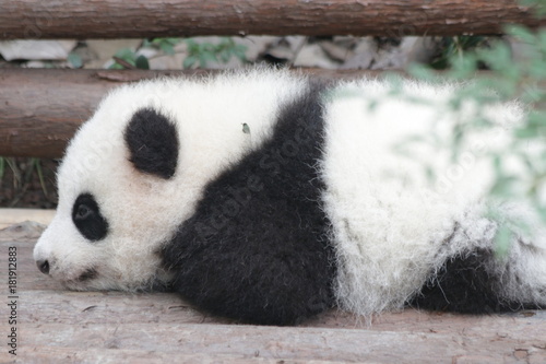 Fototapeta Naklejka Na Ścianę i Meble -  Little Baby Panda on the Playground, Chengdu Panda base, China