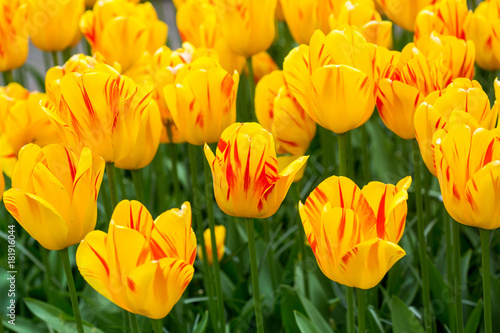 tulip yellow flowers,