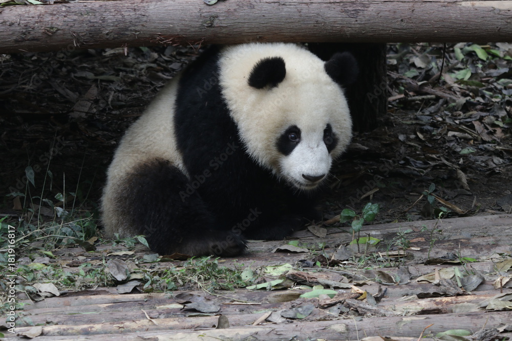 Obraz premium Little Fluffy Panda Cub in the Playground, Chengdu Panda Base, China