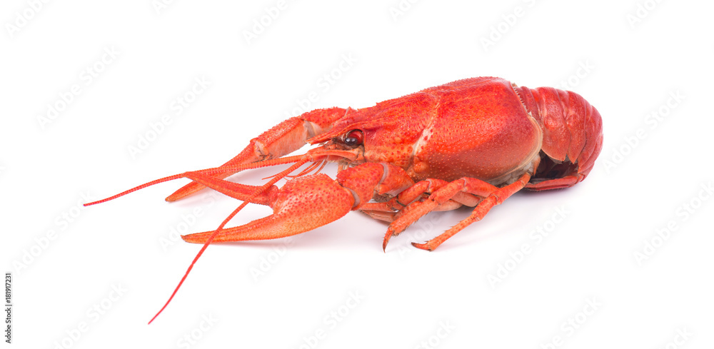 Fresh boiled red crayfish, isolated on white background. Fresh boiled red crayfish, isolated on white background.