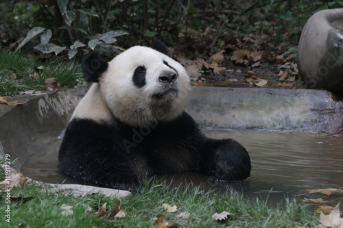 Fototapeta Naklejka Na Ścianę i Meble -  Funny Giant Panda is Taking a Bath in the Tiny Pond, Chengdu Panda Base, China