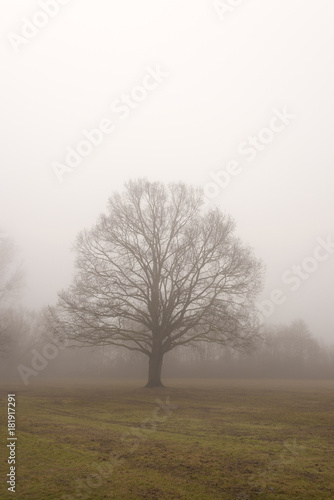 Baum Eiche im Nebel