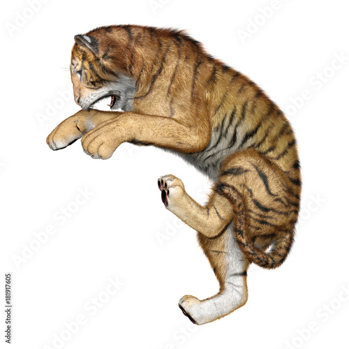 Fototapeta Naklejka Na Ścianę i Meble -  3D Rendering Big Cat Tiger on White