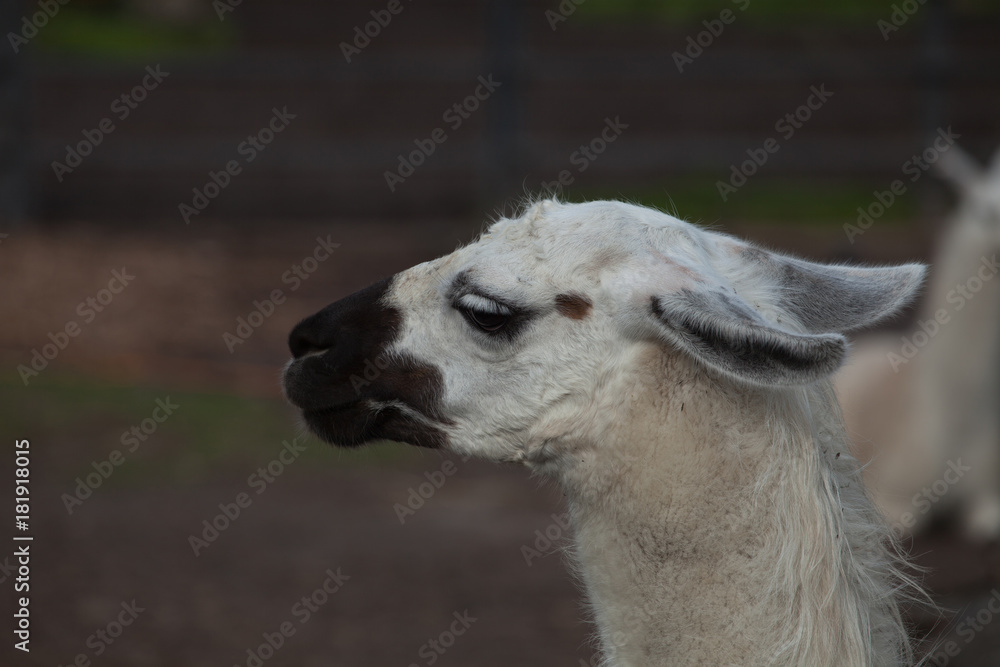 Portrait of a South American home white Lama Glama closeup
