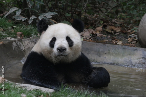 Fototapeta Naklejka Na Ścianę i Meble -  Funny Giant Panda is Taking a Bath in the Tiny Pond, Chengdu Panda Base, China