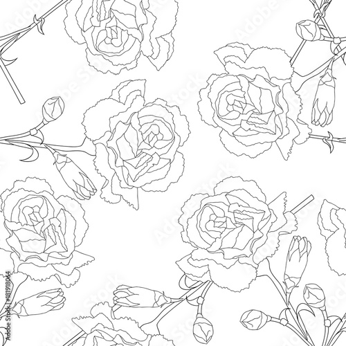 Carnation Flower on White Background