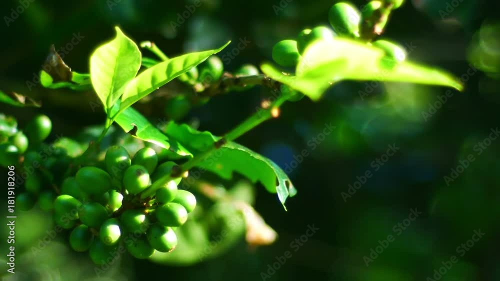100% Organic Arabica Coffee Beans On Tree In CHIANG RAI, North of Thailand. 100% Organic Arabica Coffee Beans On Tree In CHIANG RAI, North of Thailand.