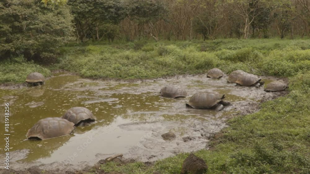 Galapagos Giant Tortoise on Santa Cruz Island in Galapagos Islands. Group of many Galapagos tortoises cooling of in water hole. Amazing animals, nature and wildlife video from Galapagos highlands. Galapagos Giant Tortoise on Santa Cruz Island in Galapagos Islands. Group of many Galapagos tortoises cooling of in water hole. Amazing animals, nature and wildlife video from Galapagos highlands.