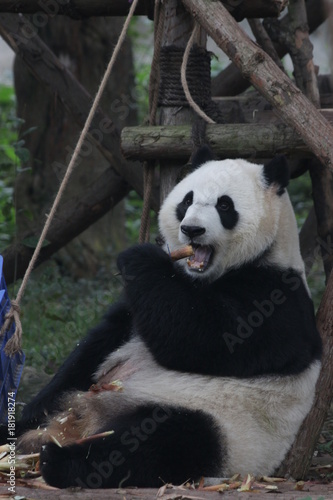 Fototapeta Naklejka Na Ścianę i Meble -  Giant Panda is Enjoying Eating Bamboo Shoot, Chengdu Panda Base, China