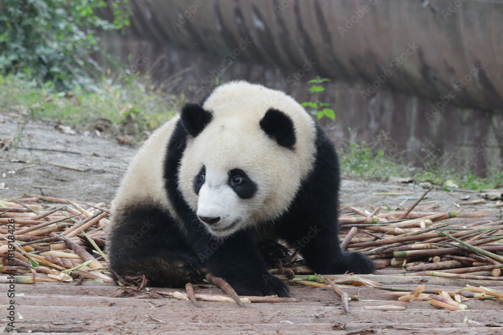 Fototapeta premium Little Panda Cub is on The Bamboo Shoot pile,Chengdu Panda Base, China