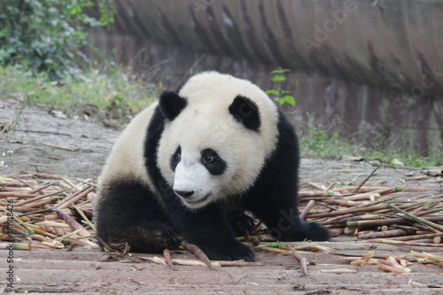 Fototapeta Naklejka Na Ścianę i Meble -  Little Panda Cub is on The Bamboo Shoot pile,Chengdu Panda Base, China