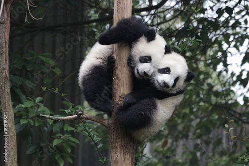 Fototapeta Naklejka Na Ścianę i Meble -  2 Panda Cubs on the same Tree, Chengdu Panda Base, China