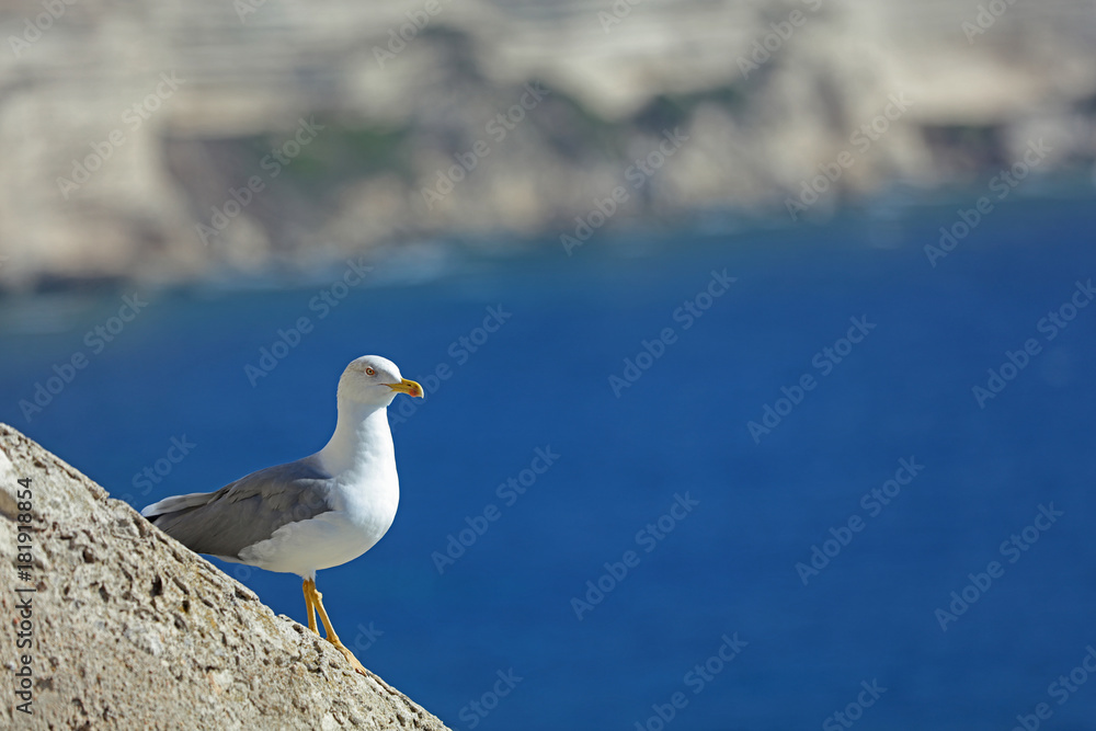Fototapeta premium Möwe am Meer 