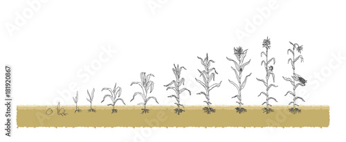 Есо Corn grows from the seed stage plant growing White Background