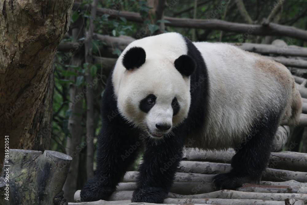 Fototapeta premium Giant Panda in Chengdu, China
