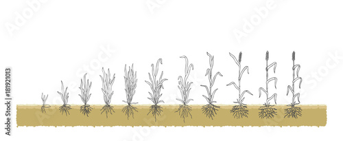 Есо Winter Wheat grows from the seed stage plant growing White Background
