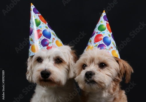 zwei kleine Hunde feiern eine Party im Studio mit viel Dekoration
