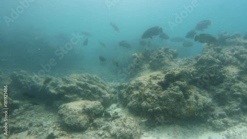 Wallpaper Mural Shot in slow motion, different species of fish swims around the coral reefs. Torontodigital.ca