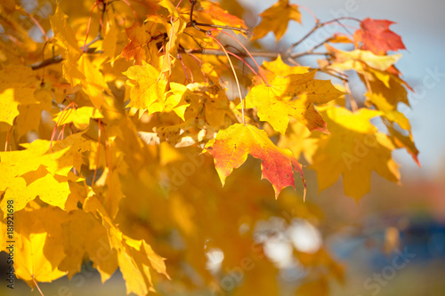 Maple Leaves © Sergei Malkov