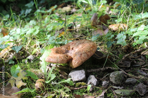 Mushroom amongst the Pebble