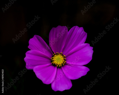 purple flower with black background 
