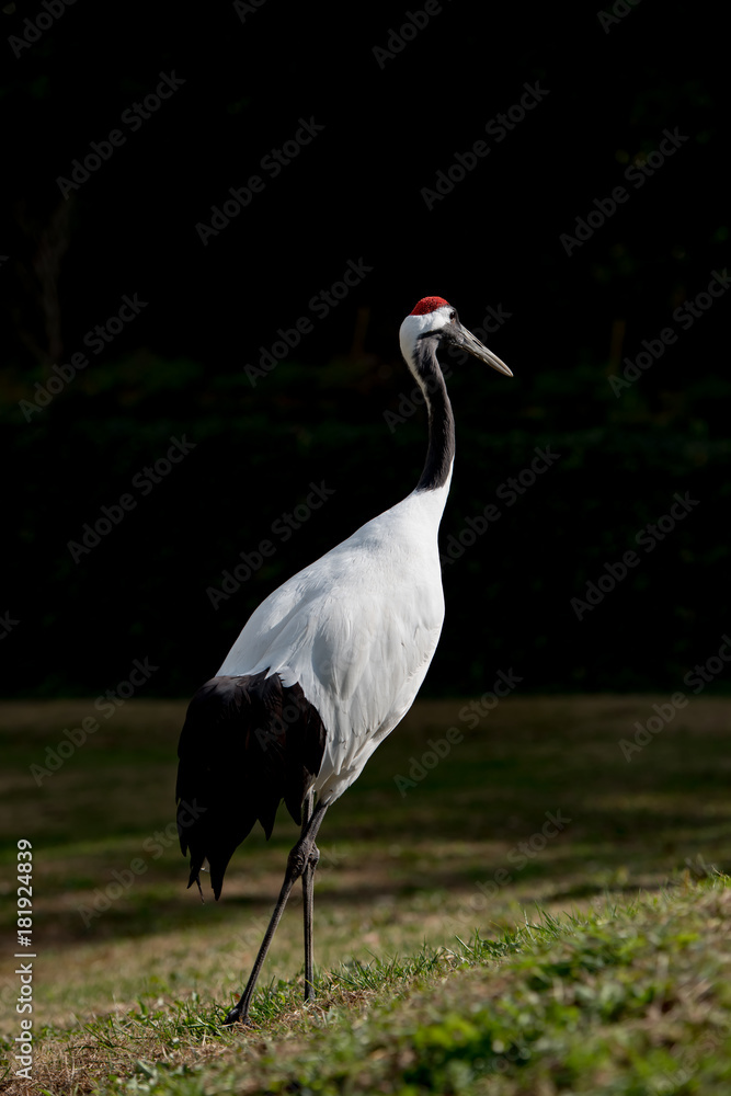 Obraz premium タンチョウ、ツル