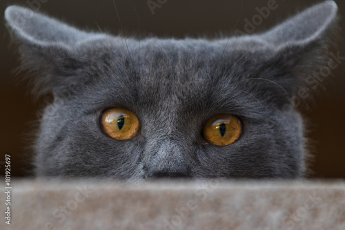 Fototapeta Naklejka Na Ścianę i Meble -  Eyes of Carthusian cat 