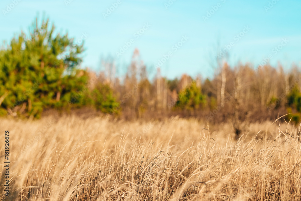 Yellow, high, autumn grass close-up. Autumn day. Dry grass in the field. Yellow, high, autumn grass close-up. Autumn day. Dry grass in the field.