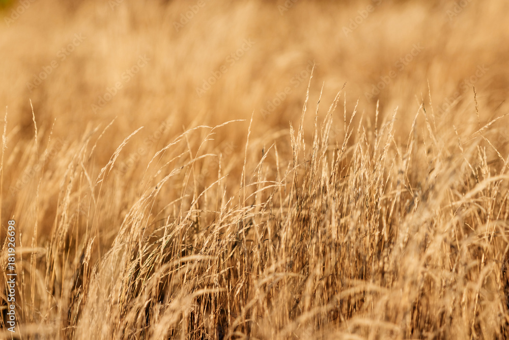 Yellow, high, autumn grass close-up. Autumn day. Dry grass in the field. Yellow, high, autumn grass close-up. Autumn day. Dry grass in the field.