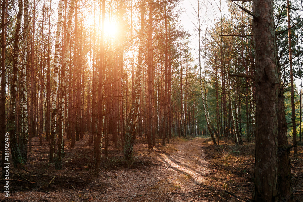 A country road in a coniferous forest early in the morning. The rays of the sun through the branches.