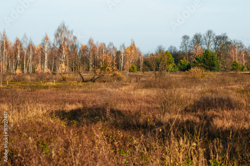 Field of yellow grass in front of the autumn forest. Autumn morning in nature.