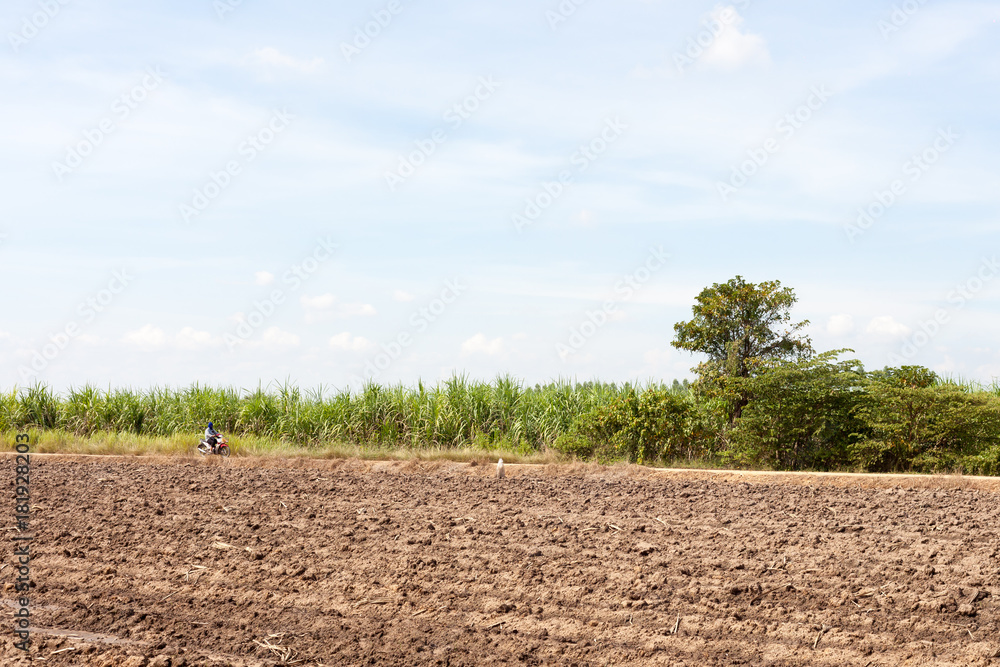 Obraz premium and preparation, planting.