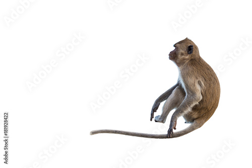 Photography Isolated monkey sitting on a steel