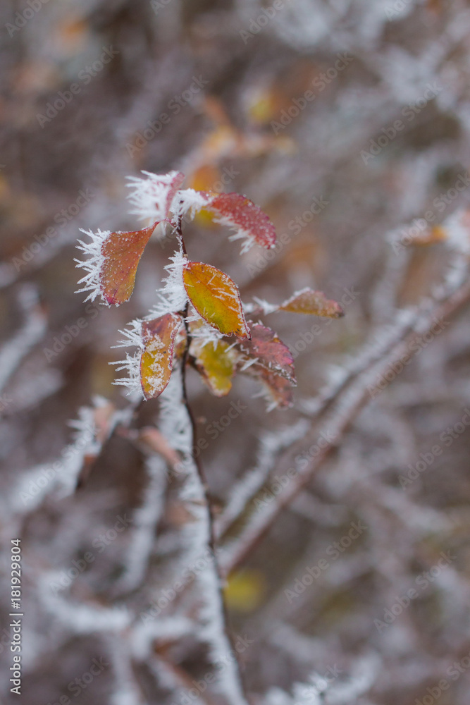 Frozen branch of autumn tree in white snowy frost Frozen branch of autumn tree in white snowy frost